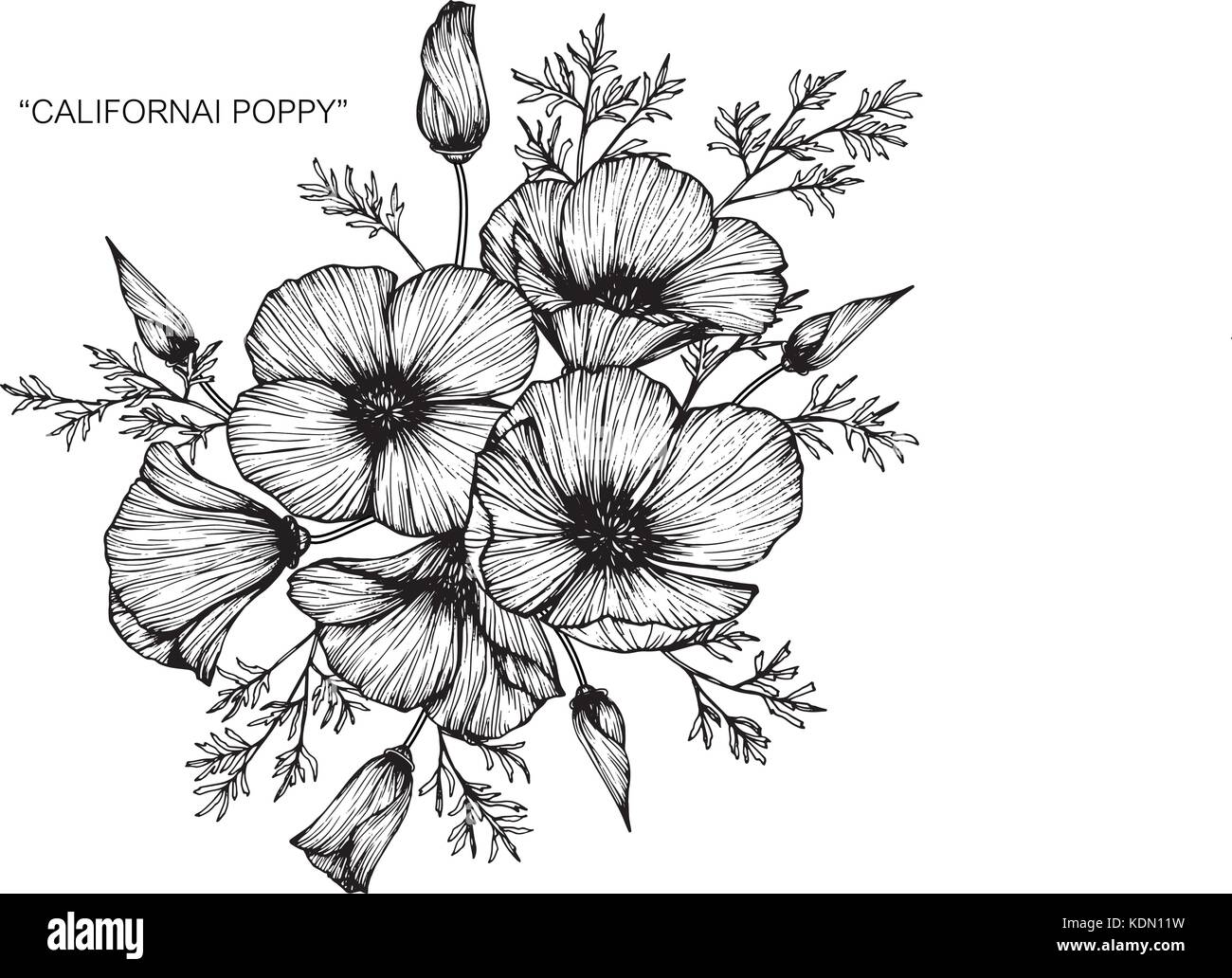 Eschscholzia californica flower Stock Vector Images - Alamy