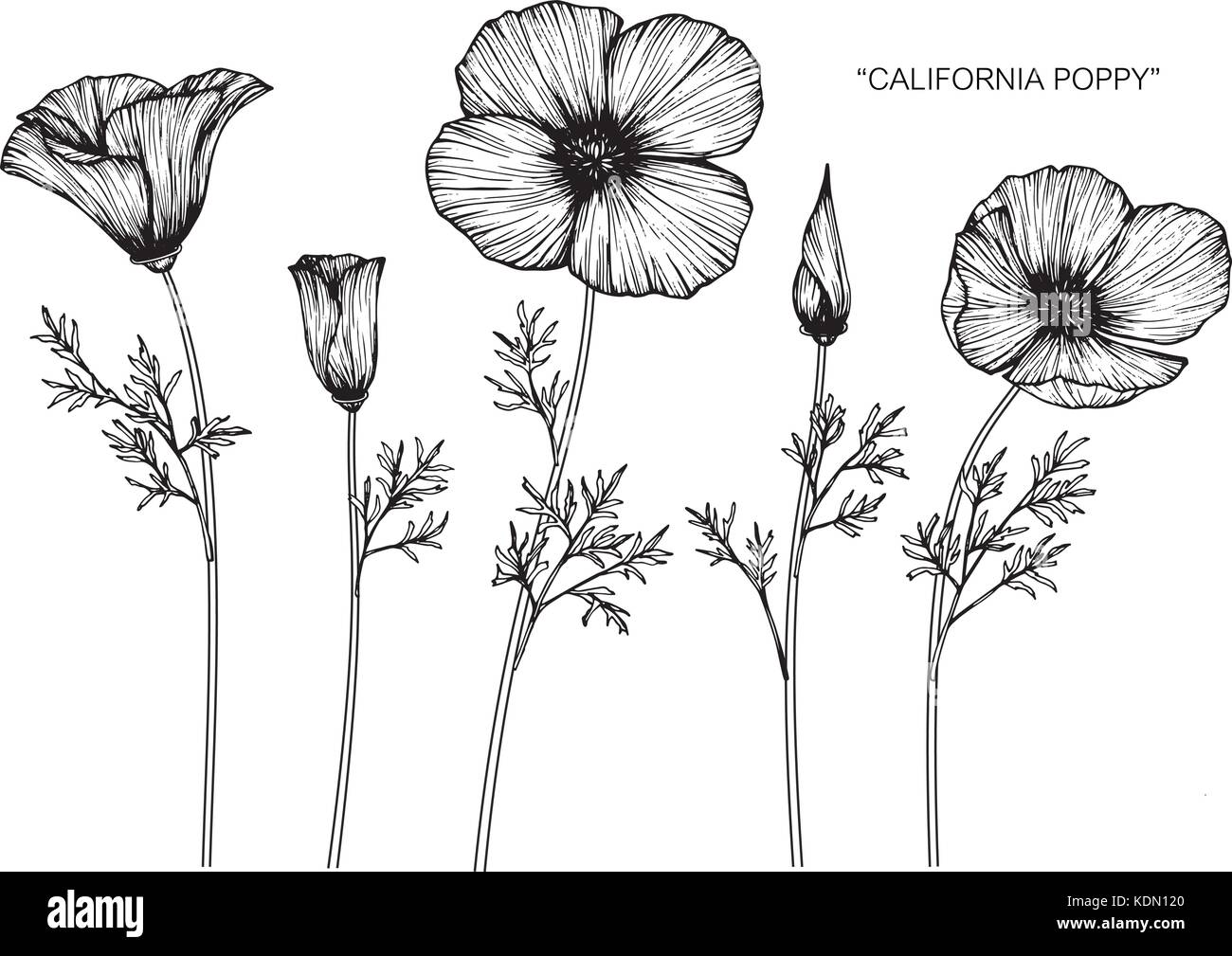 California poppy flower drawing illustration. Black and white with line ...