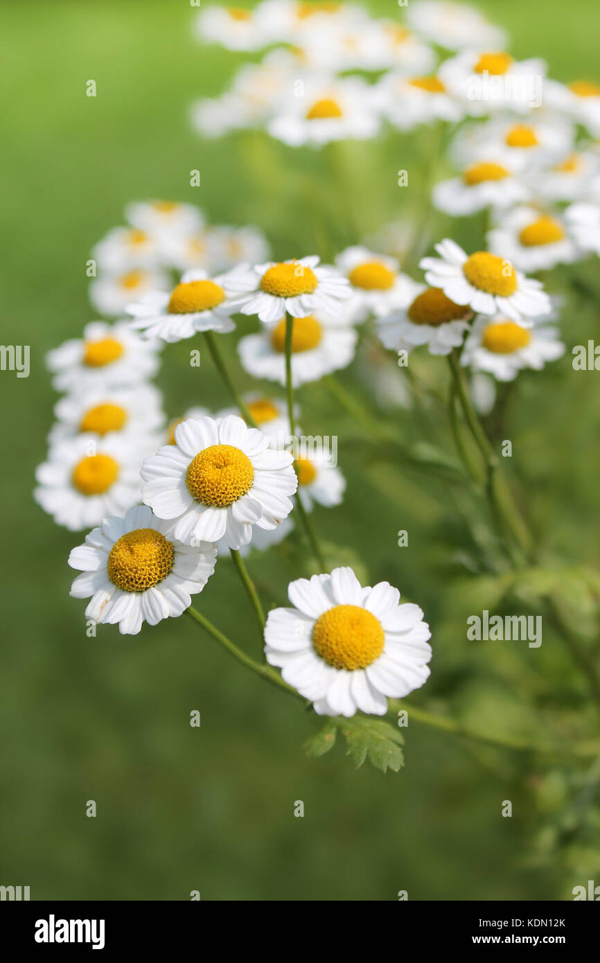 Matricaria Flowers On The Meadow close-up. Matricaria chamomilla. Stock Photo