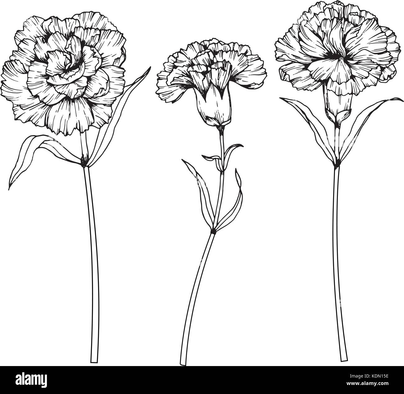 Carnation Drawing  How To Draw A Carnation Step By Step