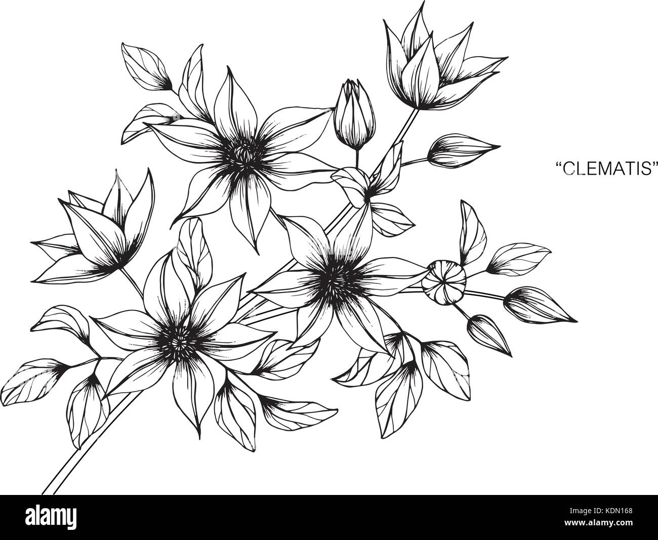 Clematis flower drawing illustration. Black and white with line art