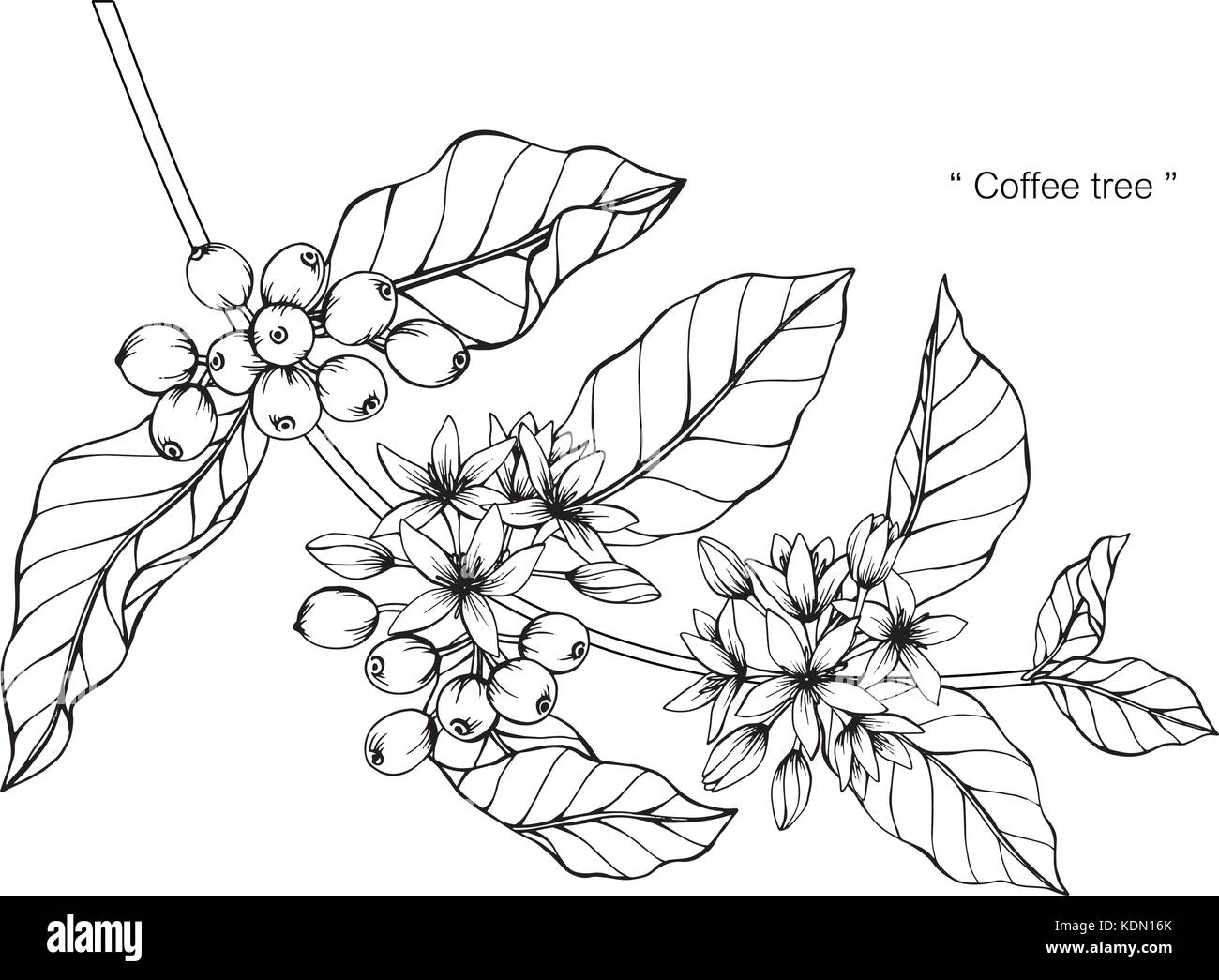 Coffee tree drawing  illustration. Black and white with line art. Stock Vector
