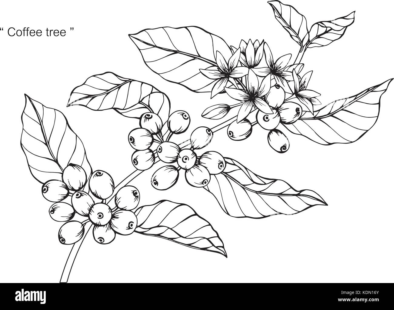 Premium Vector  Coffee sketch coffee plant vector illustration black  outline on a transparent background