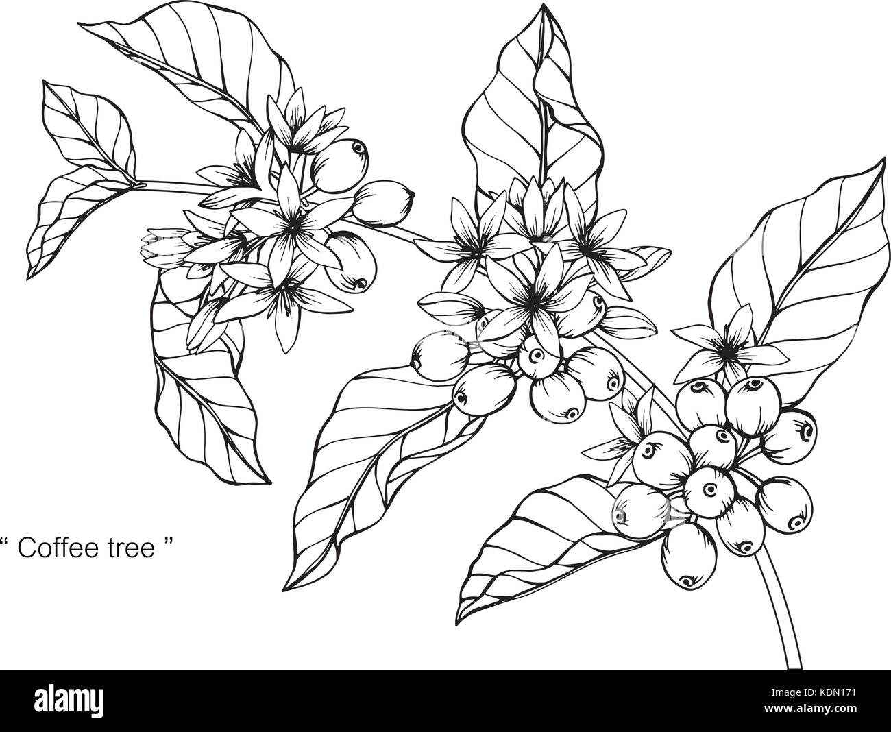 Coffee tree drawing  illustration. Black and white with line art. Stock Vector