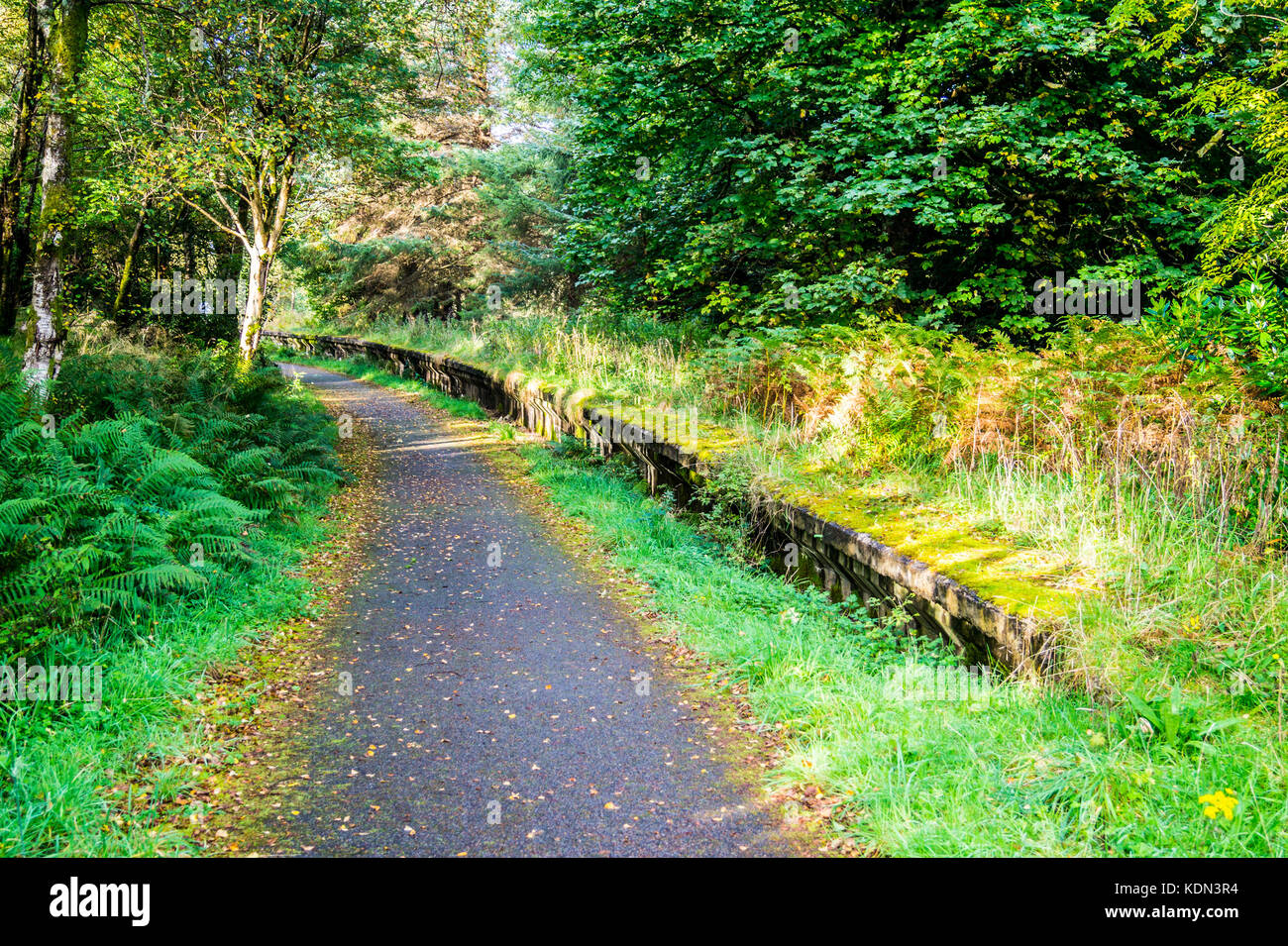 Overgrown path on mountain hi-res stock photography and images - Alamy
