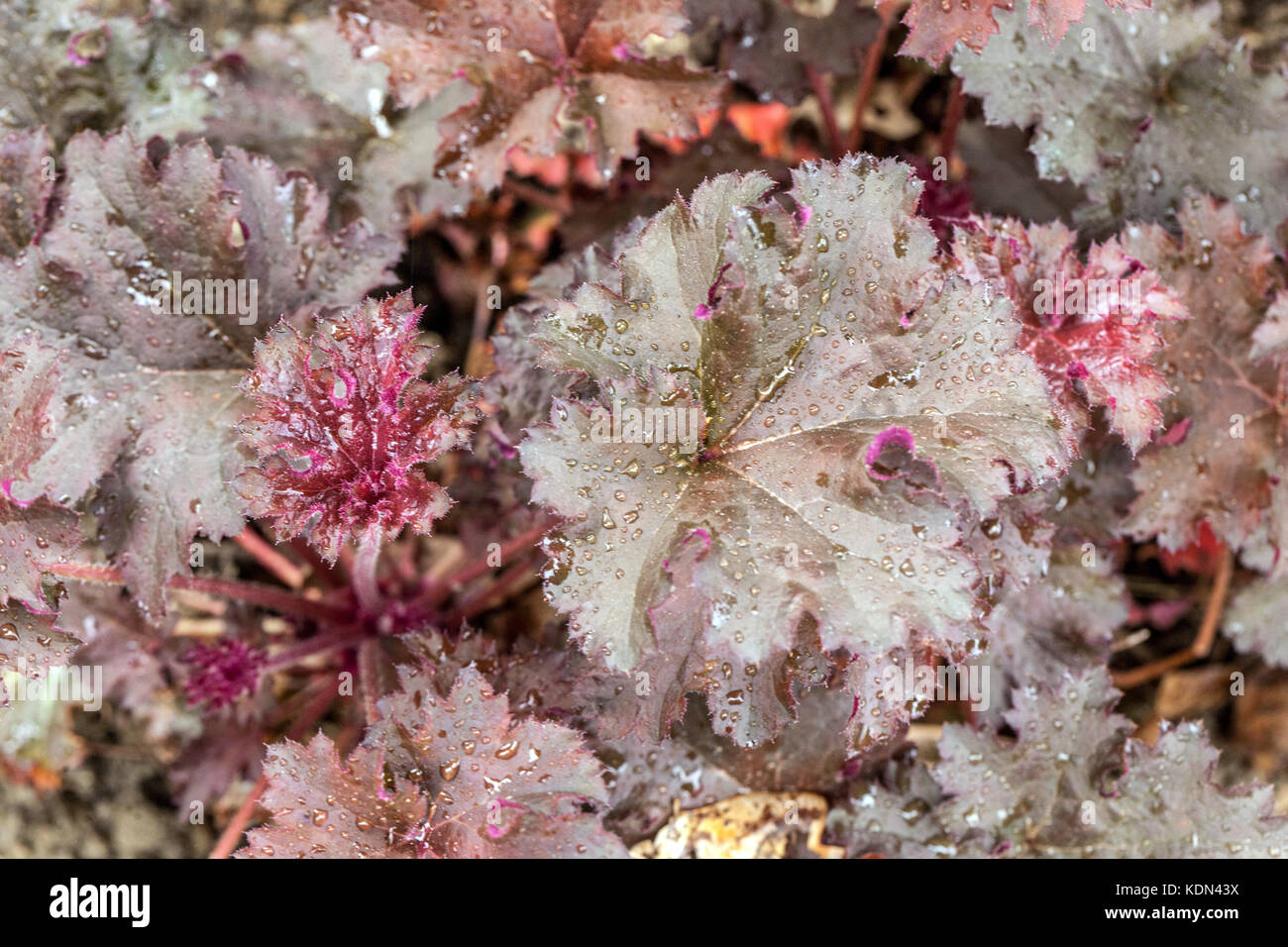 Coral bells, Heuchera Plum Pudding, Heuchera, Garden, Leaves Stock Photo