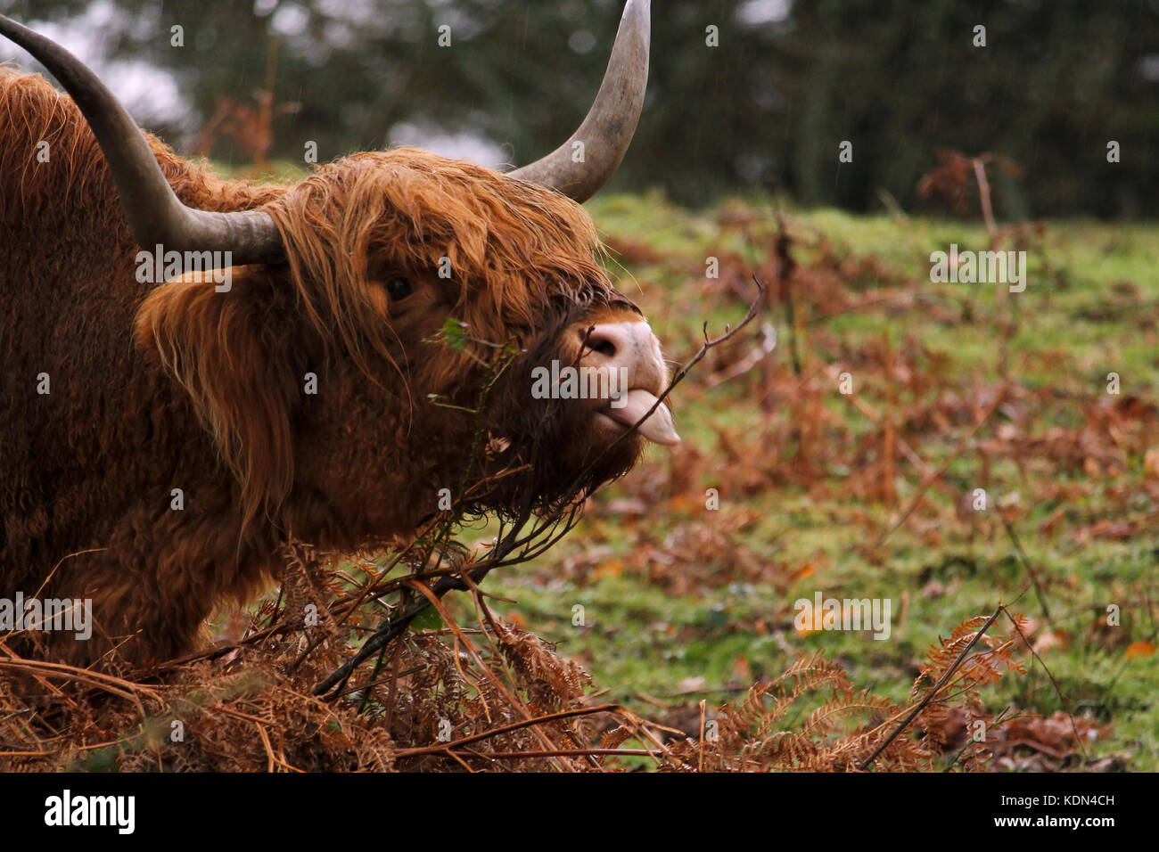 A highland cow sticking its tongue out in Loch Lomond, Scotland Stock Photo