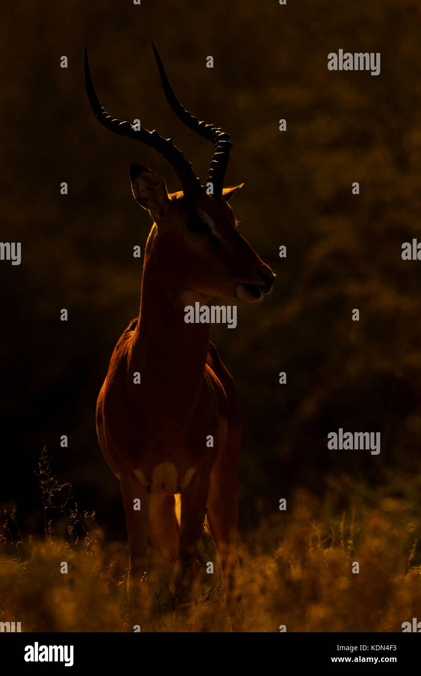 Impala (Aepyceros melampus) male standing in savanna during sunrise with backlight, Kruger National Park, South Africa Stock Photo