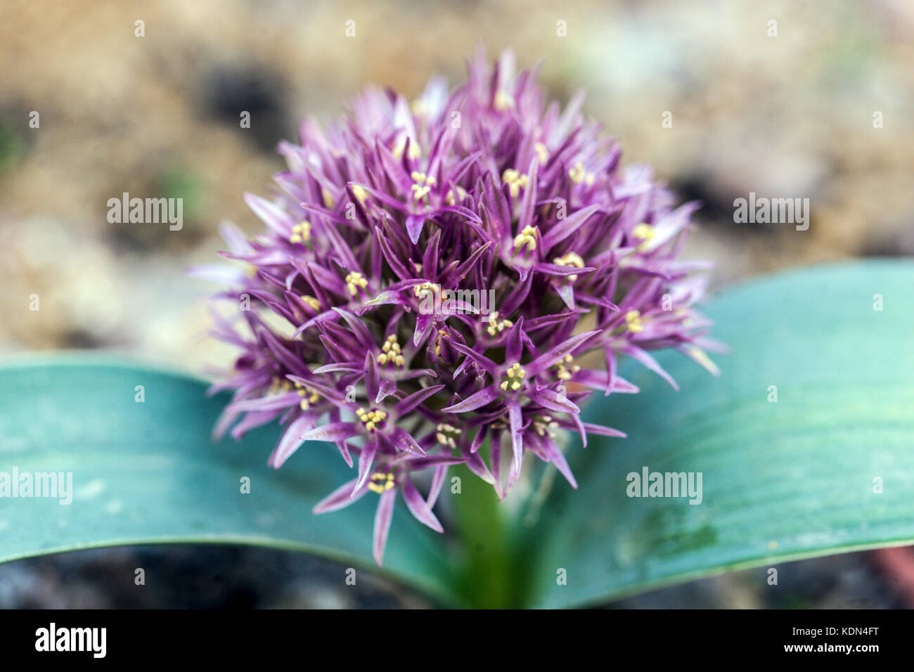 Allium akaka Stock Photo