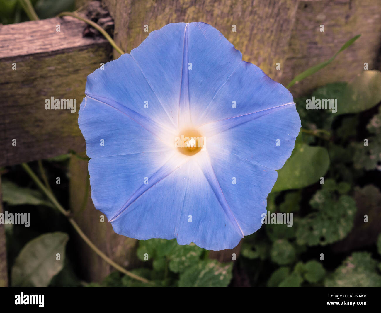 Single Ipomoea tricolor 'Heavenly Blue' morning glory on ground view from above Stock Photo