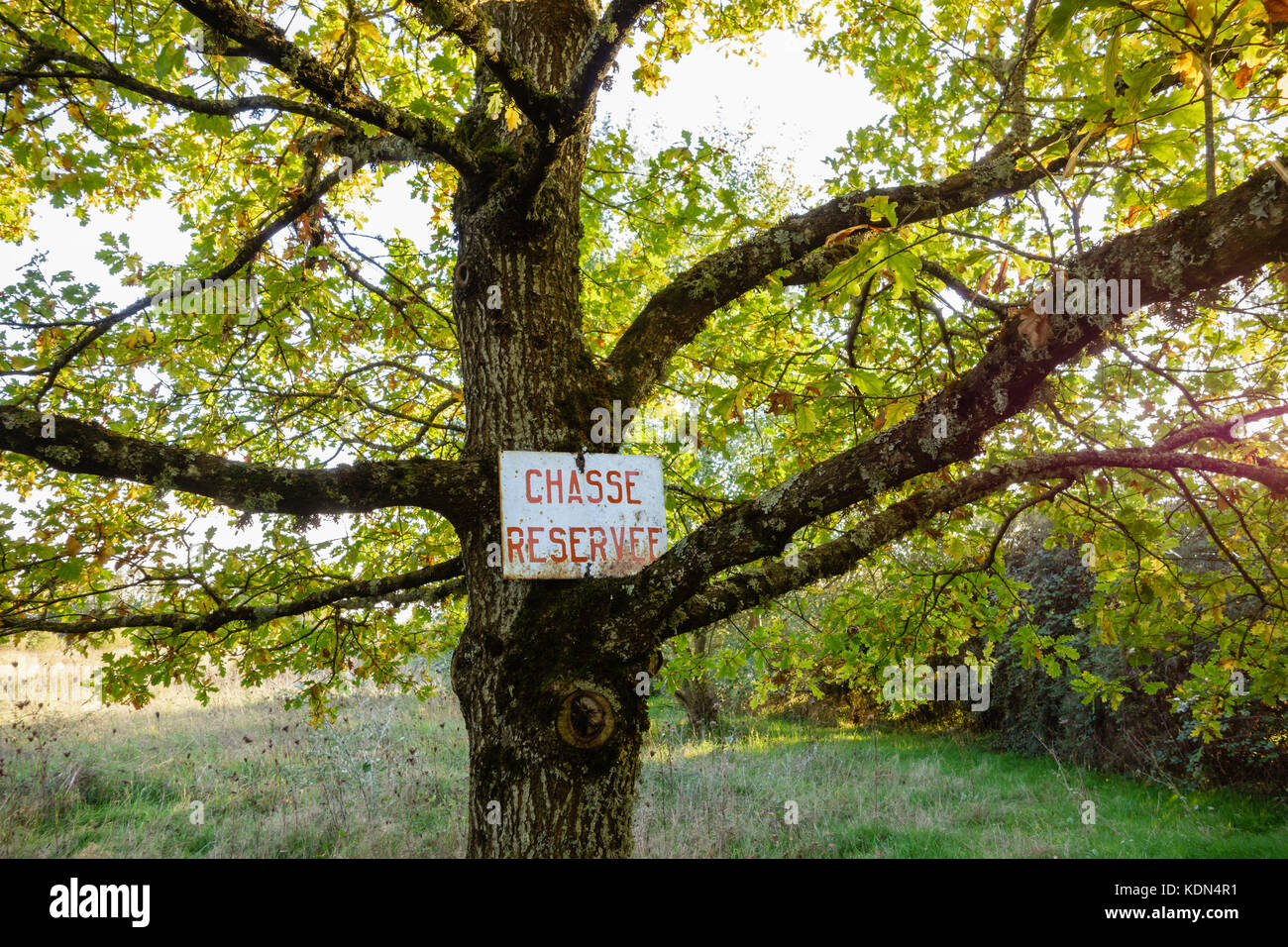 Warning sign in a tree. Hunting sign in French, 'Chasse Réservée' Reserved Hunting written on a rusty sheet of metal. France, Cher. Stock Photo