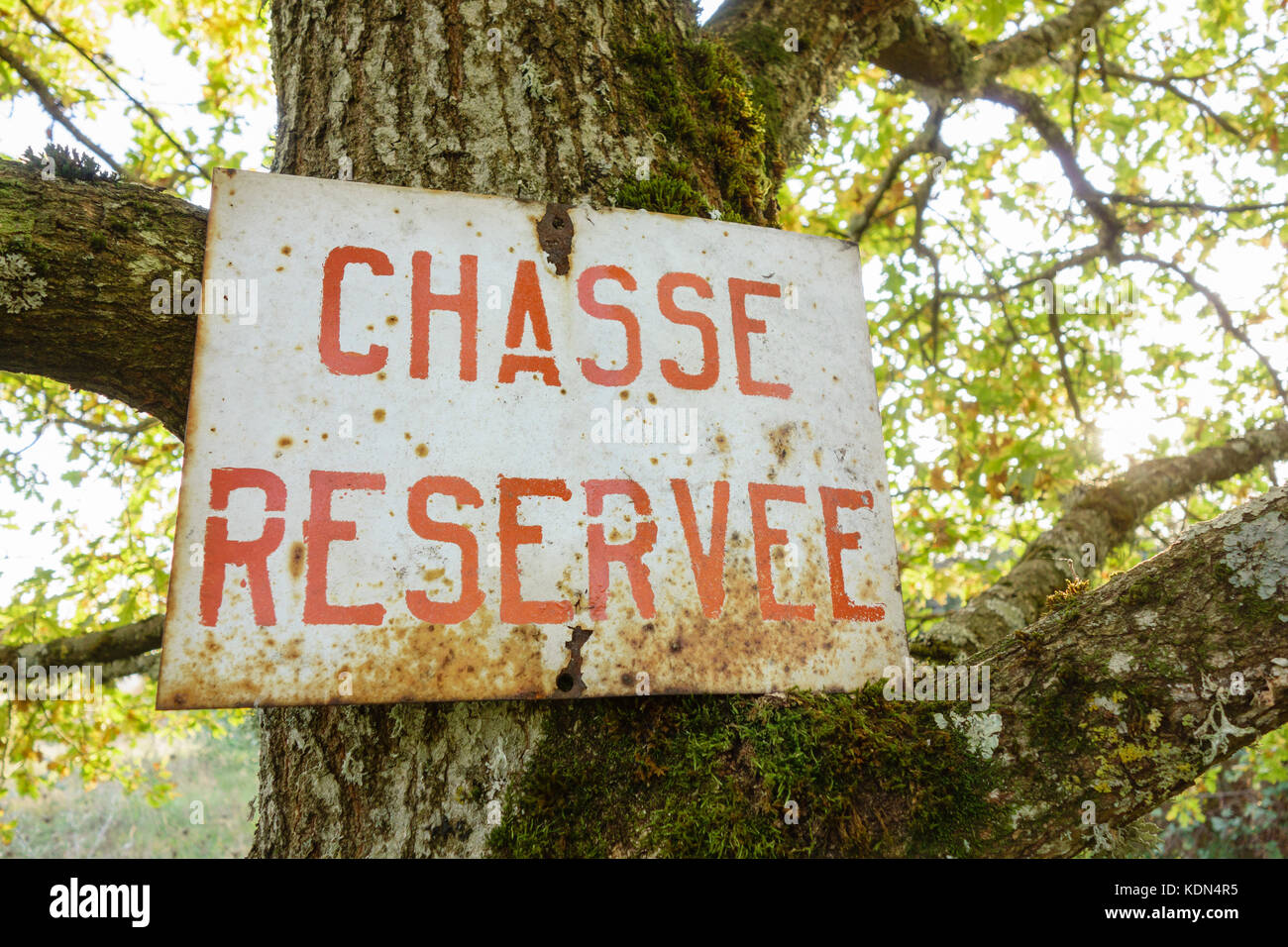 Warning sign in a tree. Hunting sign in French, 'Chasse Réservée ...