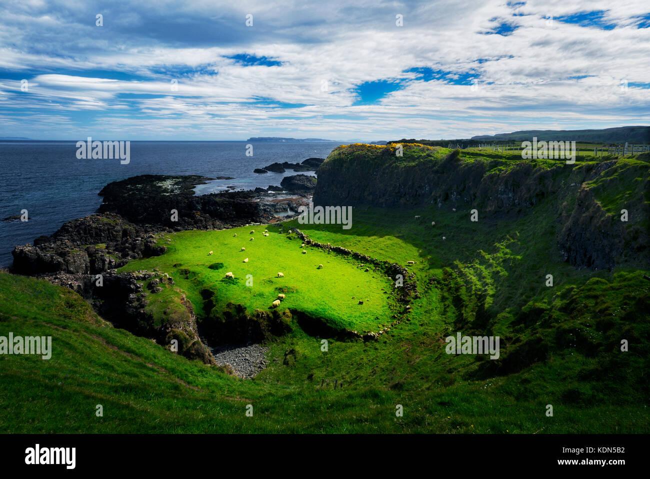 Sheep in pasture. Along the Ulster Way Trail between Dunseverick Harbor and Port Bradden. Nothern Ireland Stock Photo