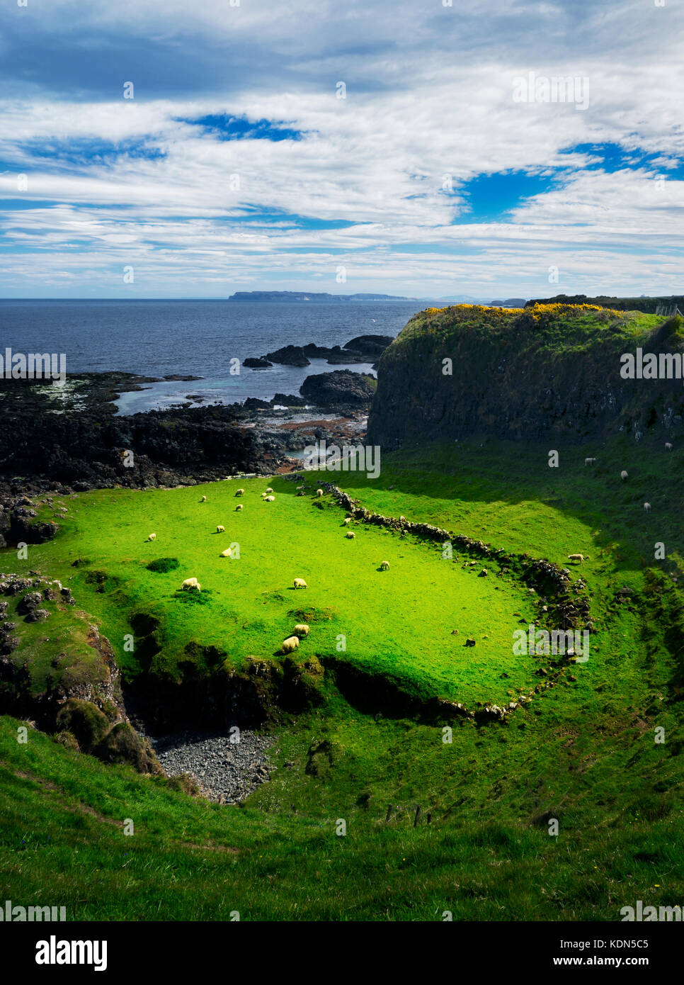 Sheep in pasture. Along the Ulster Way Trail between Dunseverick Harbor and Port Bradden. Nothern Ireland Stock Photo