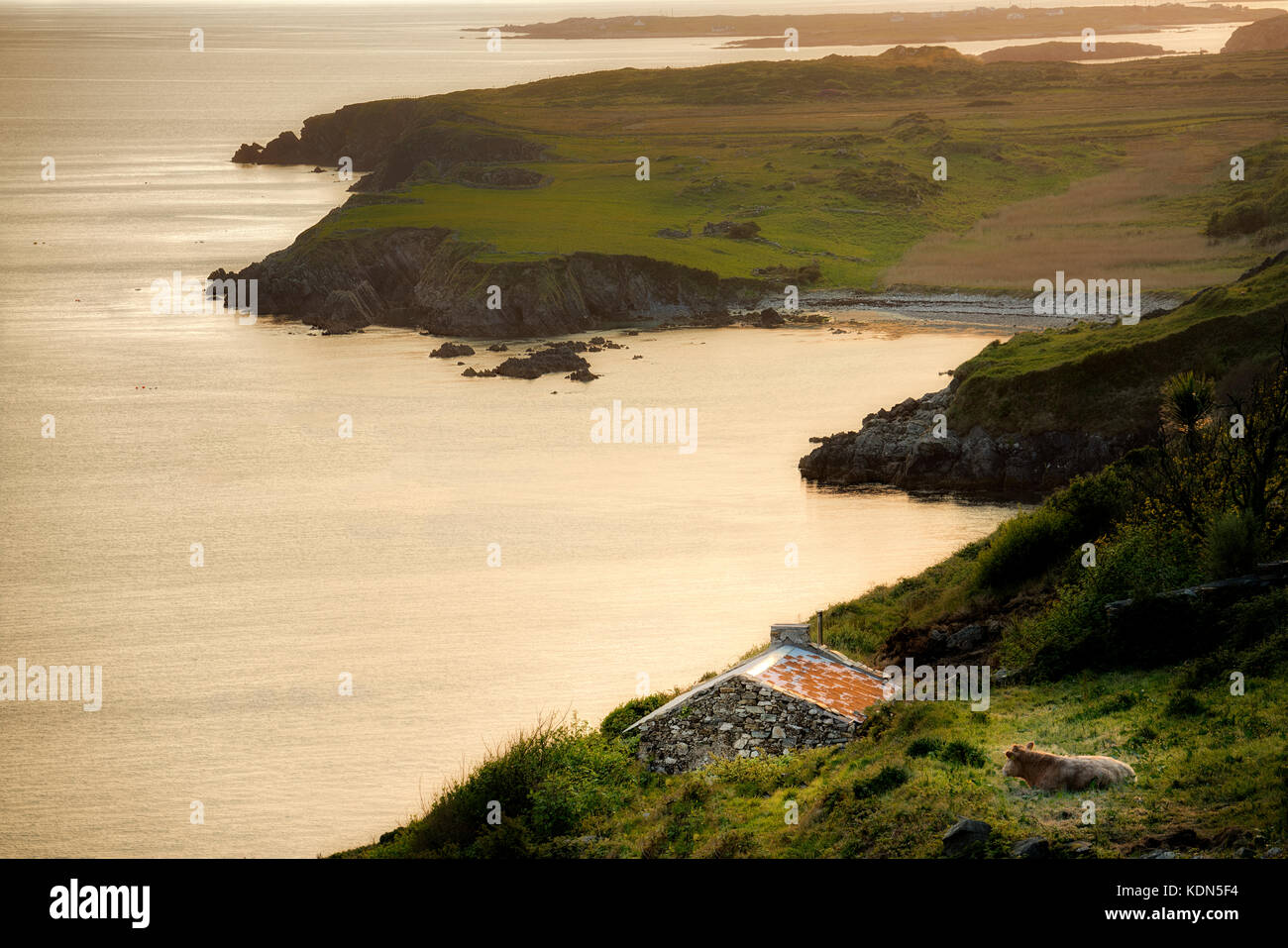 Cow, stone shack and coastline from Sky Road with Dolphine Beach. Near Clifden. Connemara,County Galway, Ireland Stock Photo