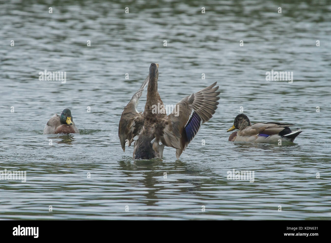 photo of a female Mallard duck flapping her wings Stock Photo - Alamy
