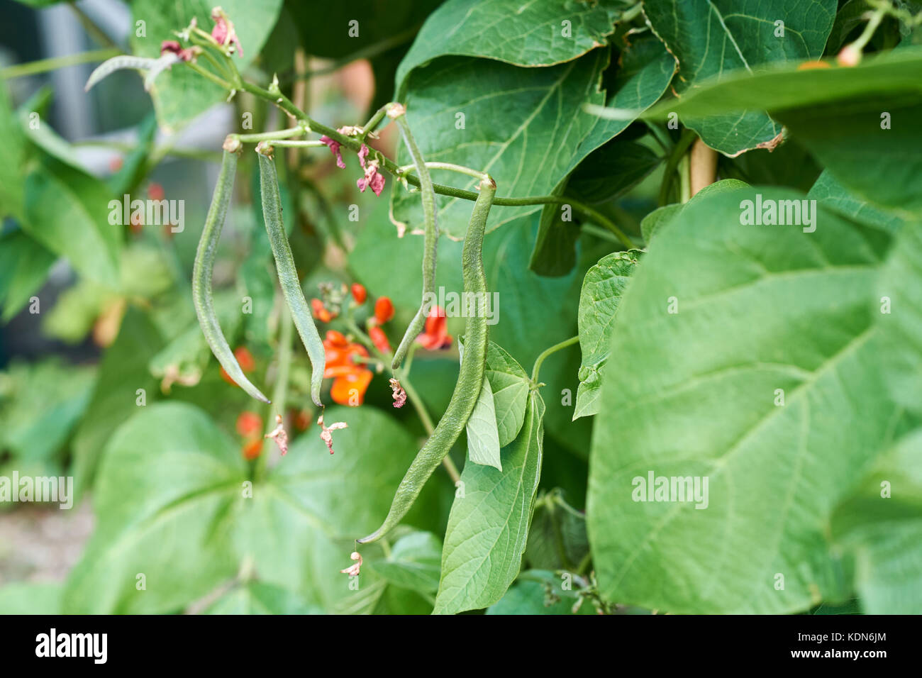 Runner Bean plants, Enorma, with green beans and red flowers growing up bamboo canes in a vegetable garden, UK. Stock Photo