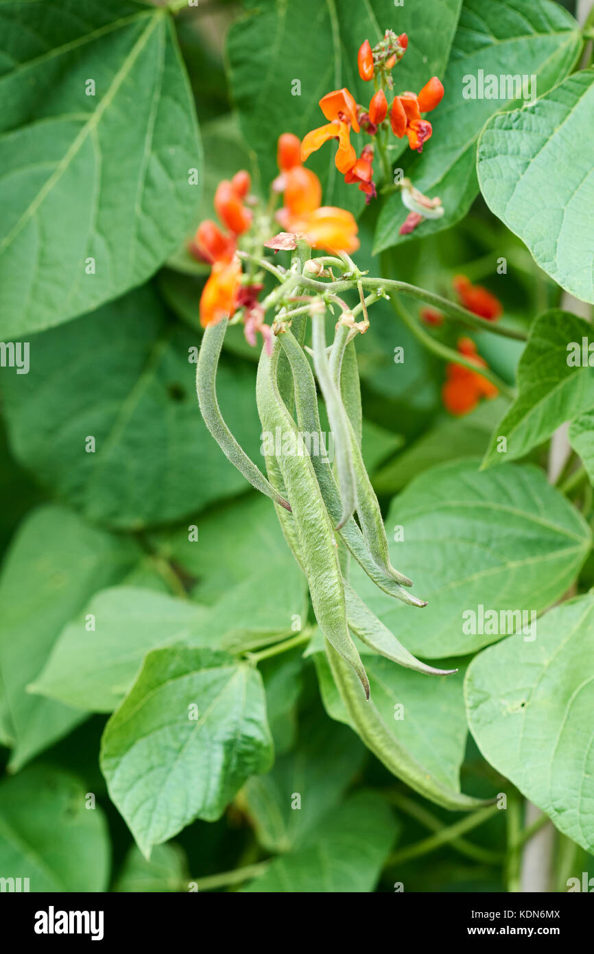 Runner Bean plants, Enorma, with green beans and red flowers growing up bamboo canes in a vegetable garden, UK. Stock Photo