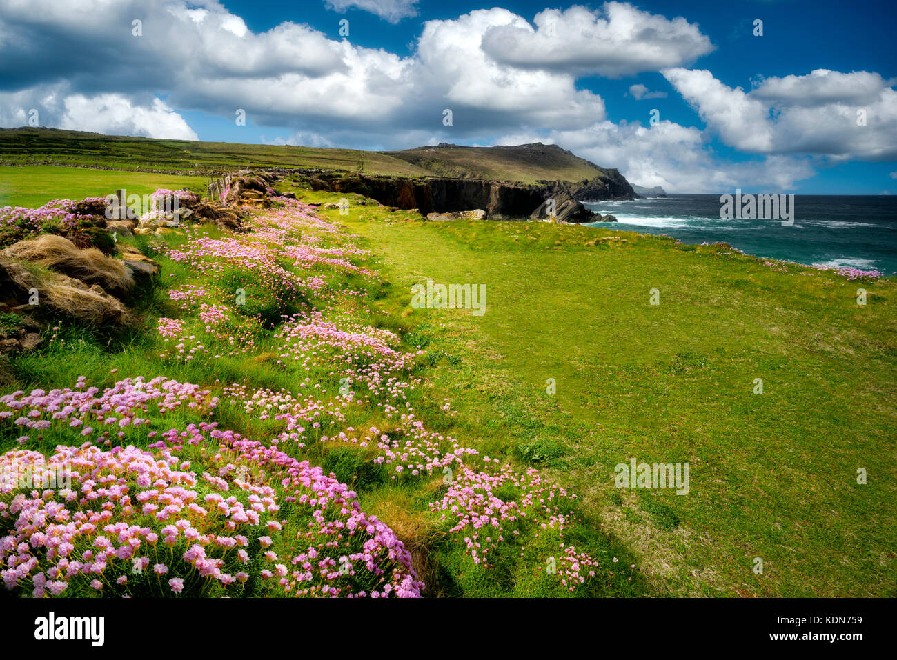 Flowers and coastline at Clogher's Head. County Kerry, Ireland Stock Photo