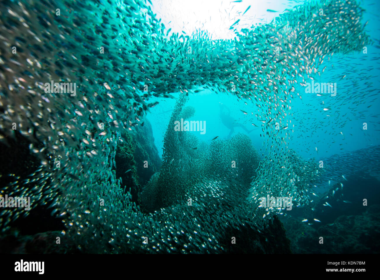 Fish tornado hi-res stock photography and images - Alamy, image size:1300x957