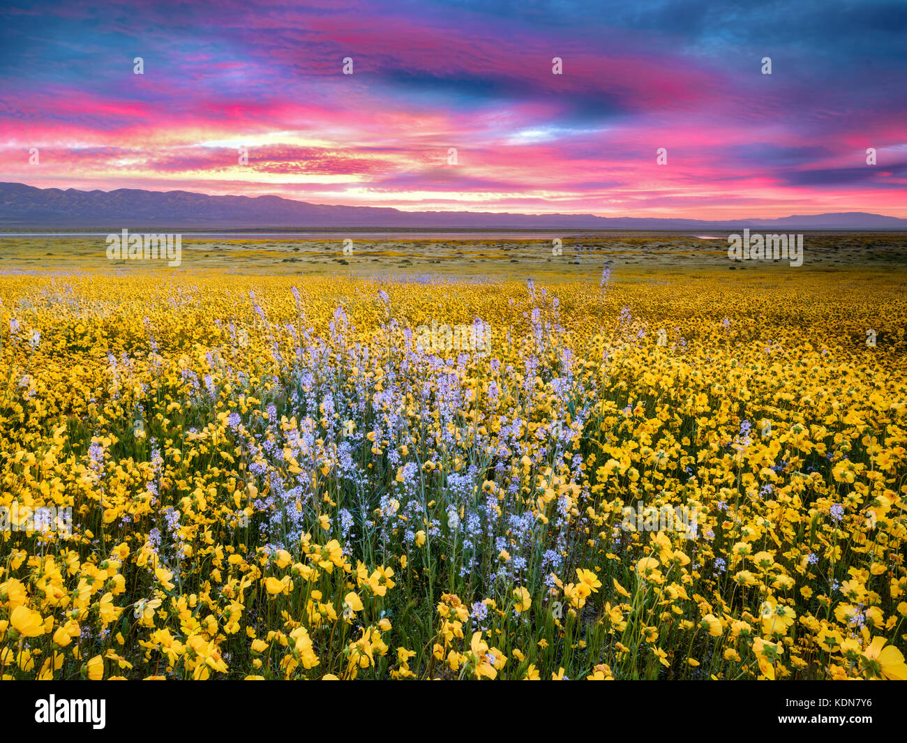Field of Hillside Daisies (Monolopia lanceolata) and blue Native Mustard (Guillenia lemmonii) Carrizo Plain National Monument, California Stock Photo