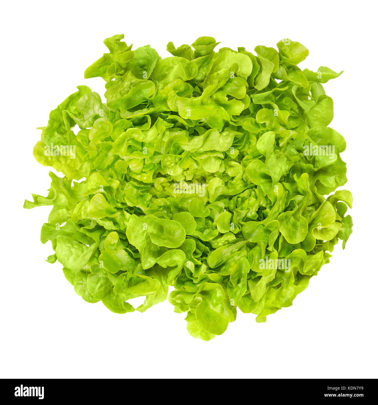 Green oak leaf lettuce from above isolated over white. Also called oakleaf, a variety of Lactuca sativa. Green butter lettuce. Photo. Stock Photo