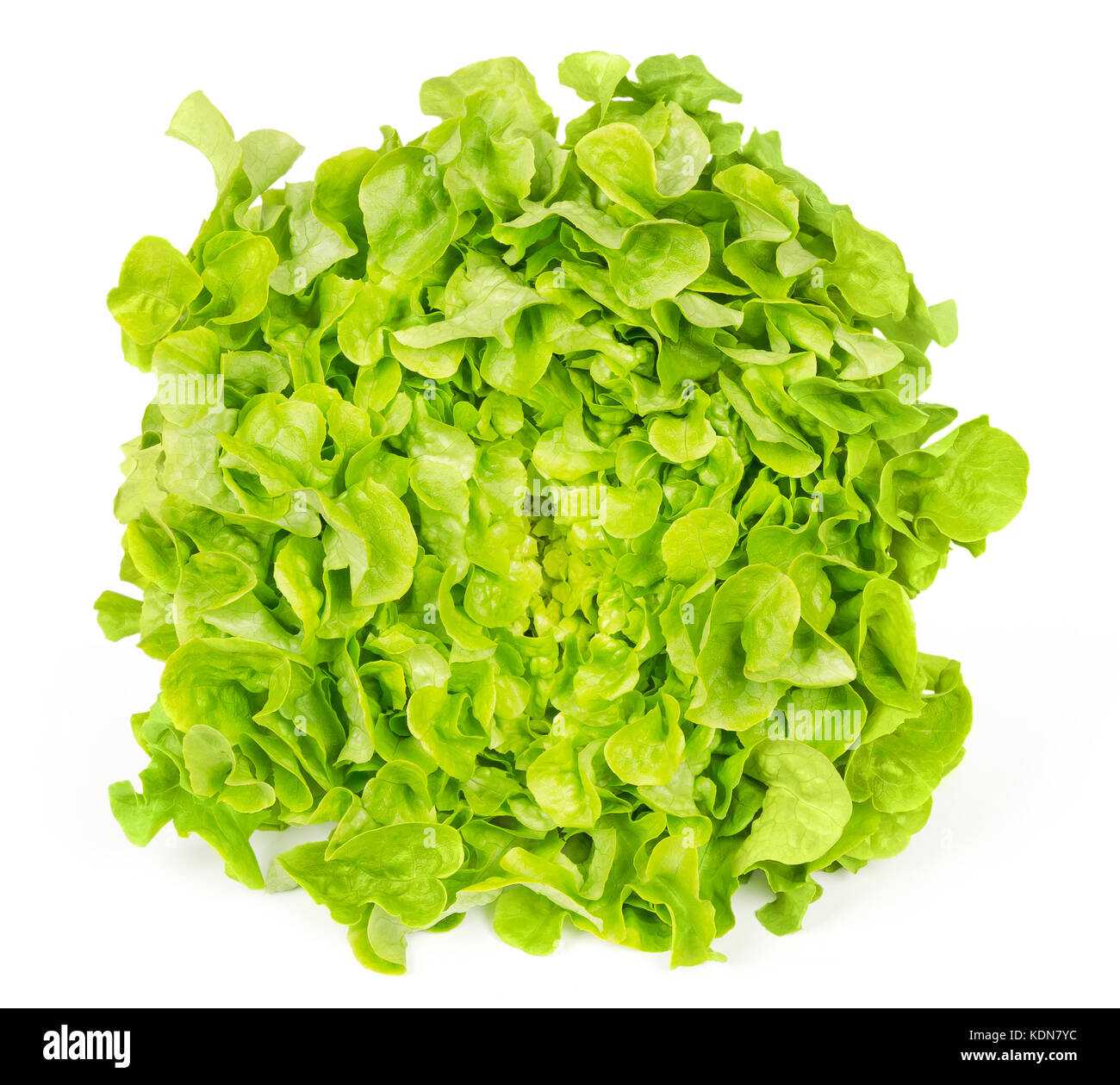 Green oak leaf lettuce front view isolated over white. Also called oakleaf, a variety of Lactuca sativa. Green butter lettuce. Photo. Stock Photo