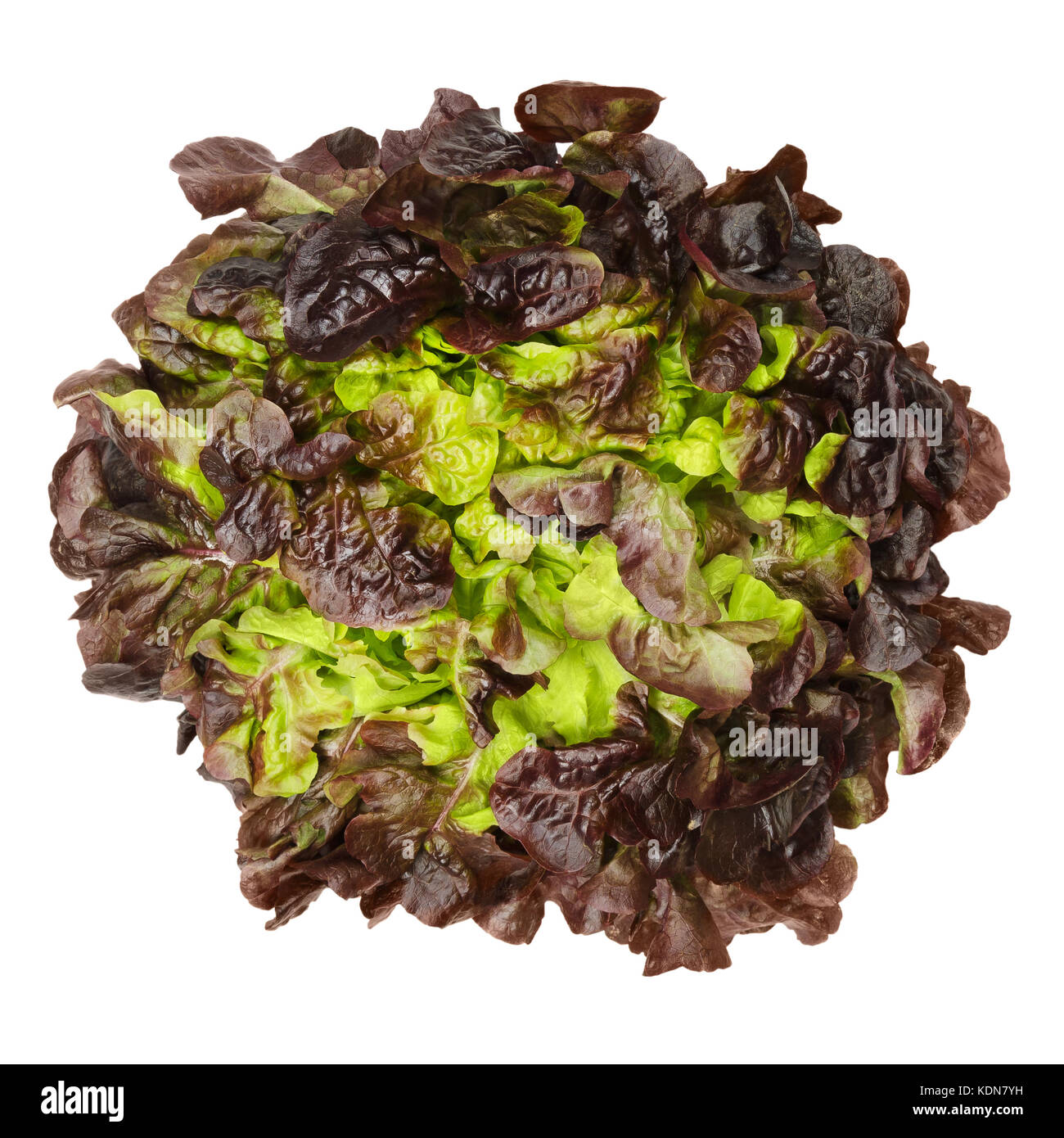 Red oak leaf lettuce from above isolated over white. Also called oakleaf, a variety of Lactuca sativa. Red butter lettuce with distinctly lobed leaves Stock Photo