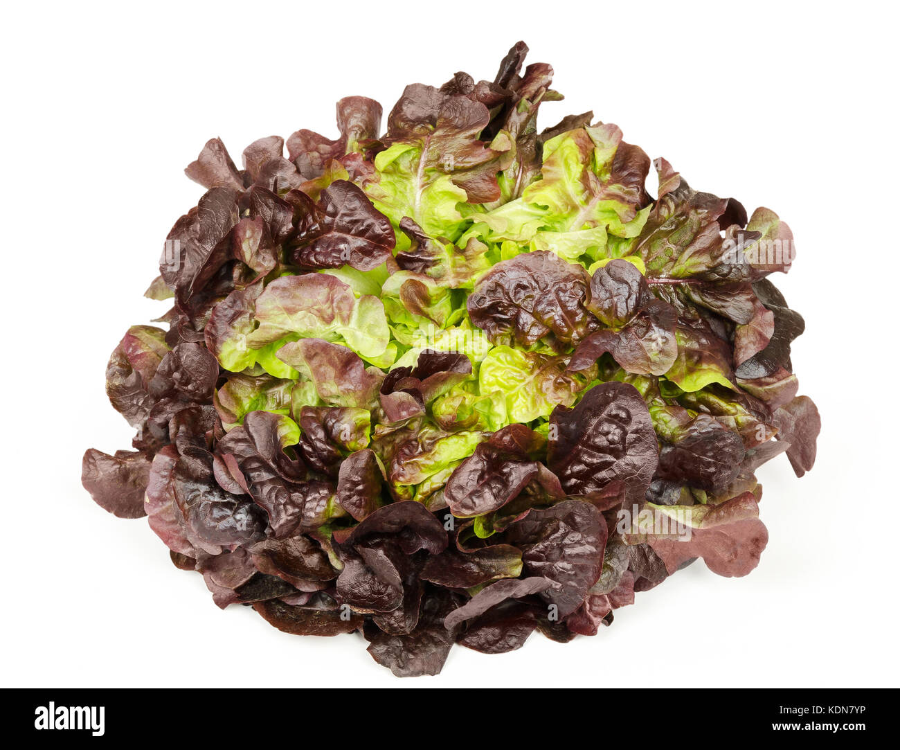 Red oak leaf lettuce front view isolated over white. Also called oakleaf, a variety of Lactuca sativa. Red butter lettuce with distinctly lobed leaves Stock Photo