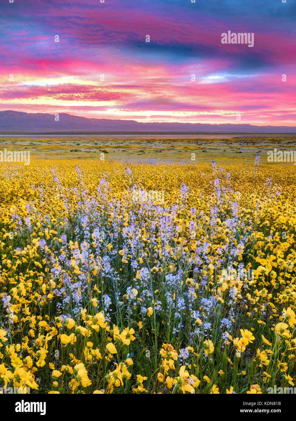 Field of Hillside Daisies (Monolopia lanceolata) and blue Native Mustard (Guillenia lemmonii) Carrizo Plain National Monument, California Stock Photo