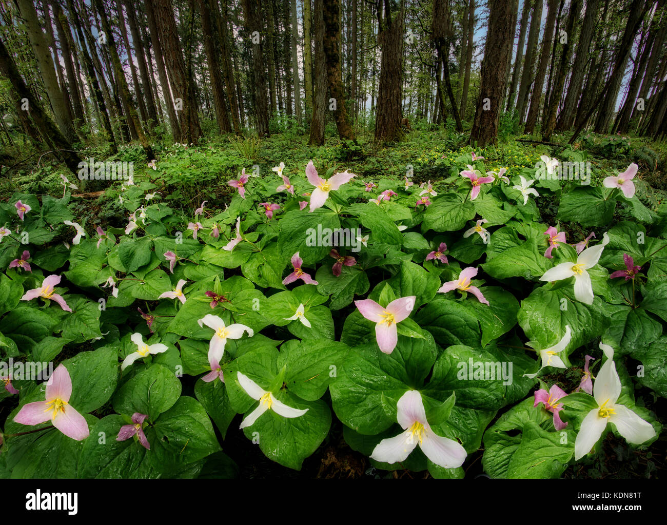 Patch of Western Trillium (Trillium ovatum) or Western Wake Robin. Oregon Stock Photo