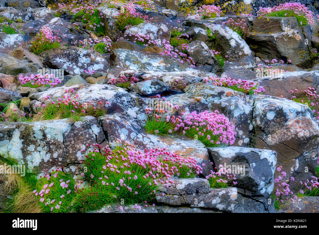 Sea Pink or Sea Thrift wildflowers in rosks with lichens . Near Port Bradden. Northern Ireland Stock Photo