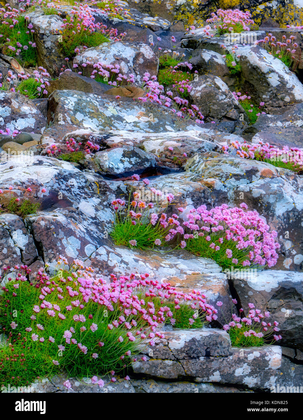 Sea Pink or Sea Thrift wildflowers in rosks with lichens . Near Port Bradden. Northern Ireland Stock Photo