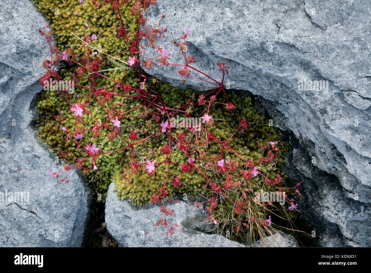 Herb Robert wildflowers in Karst limestone. The Burren, County Clare, Ireland Stock Photo