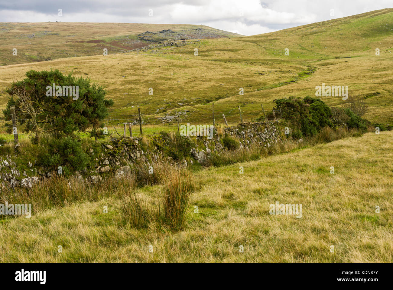 A traditional Devon hedgebank boundary in front of Homerton Ridge on the left and Shelstone Tor on the right. Dartmoor, England, UK. Stock Photo