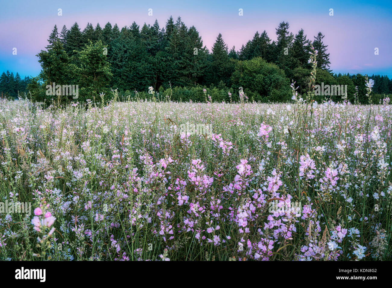 Checker Mallow (Sidalcea organa). Graham Oaks Nature Parks. Oregon Stock Photo