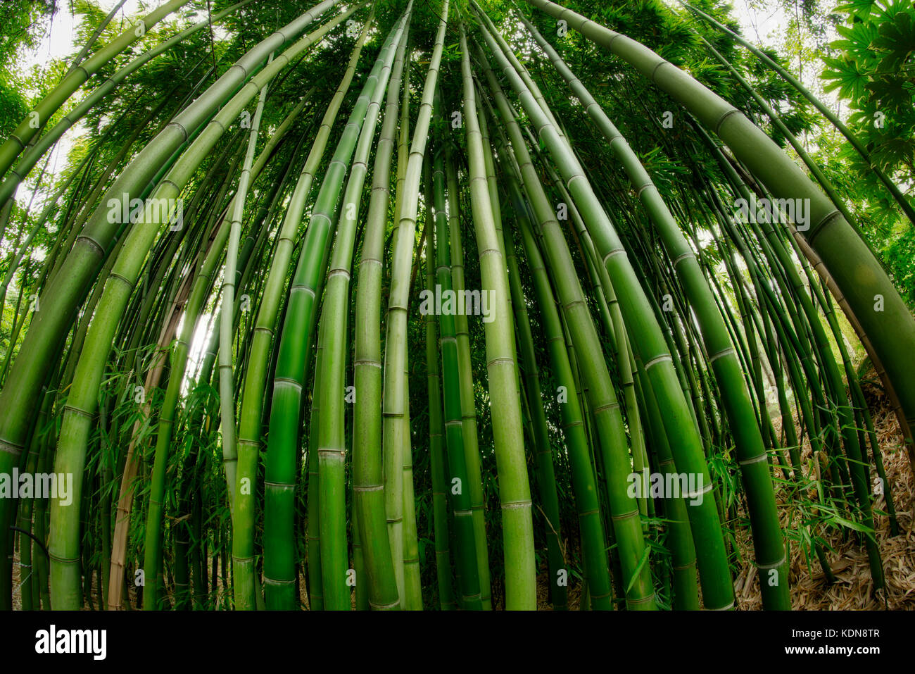 Close up of bamboo. Hughes Water Garden, Oregon Stock Photo