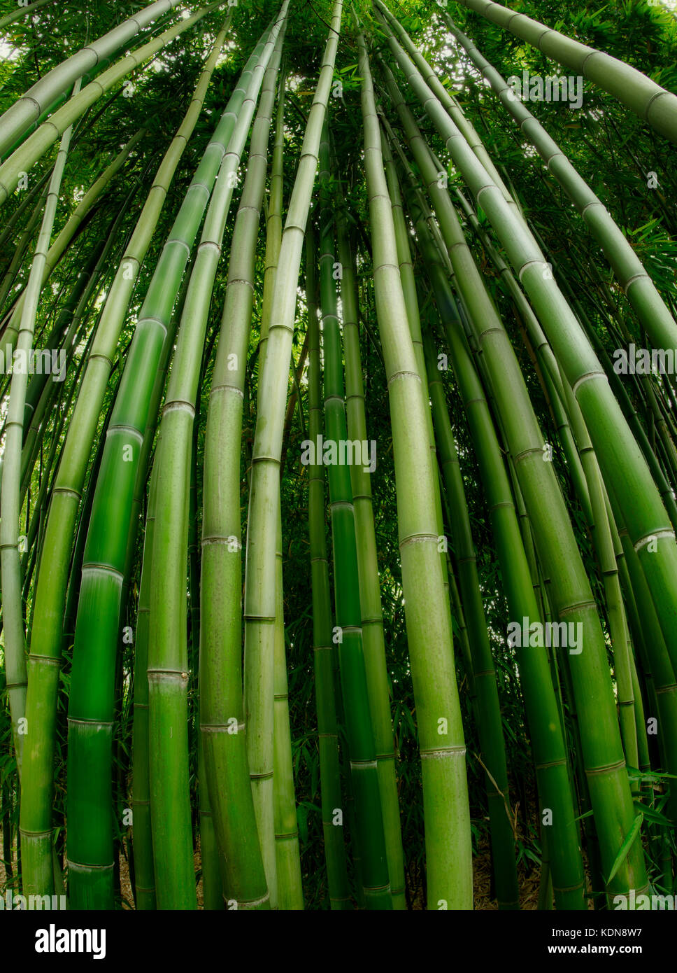 Close up of bamboo. Hughes Water Garden, Oregon Stock Photo