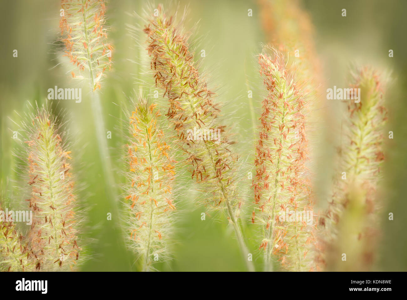 Hameln Fountain Grass close up. Oregon Stock Photo