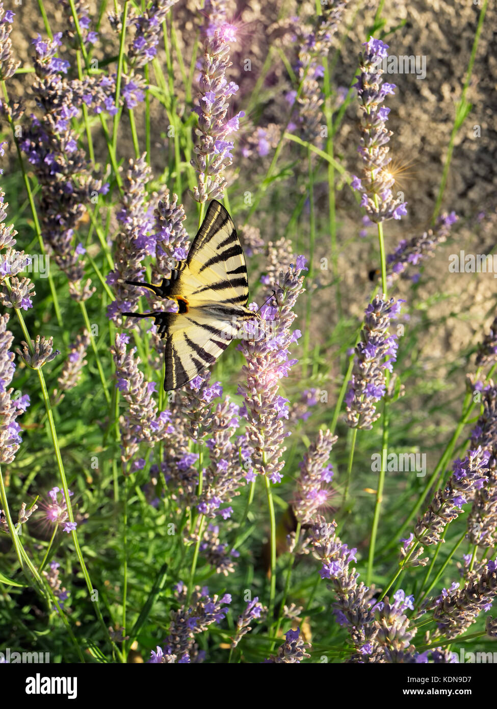 Swallowtail butterfly is collecting nectar on Lavender flowers. Stock Photo