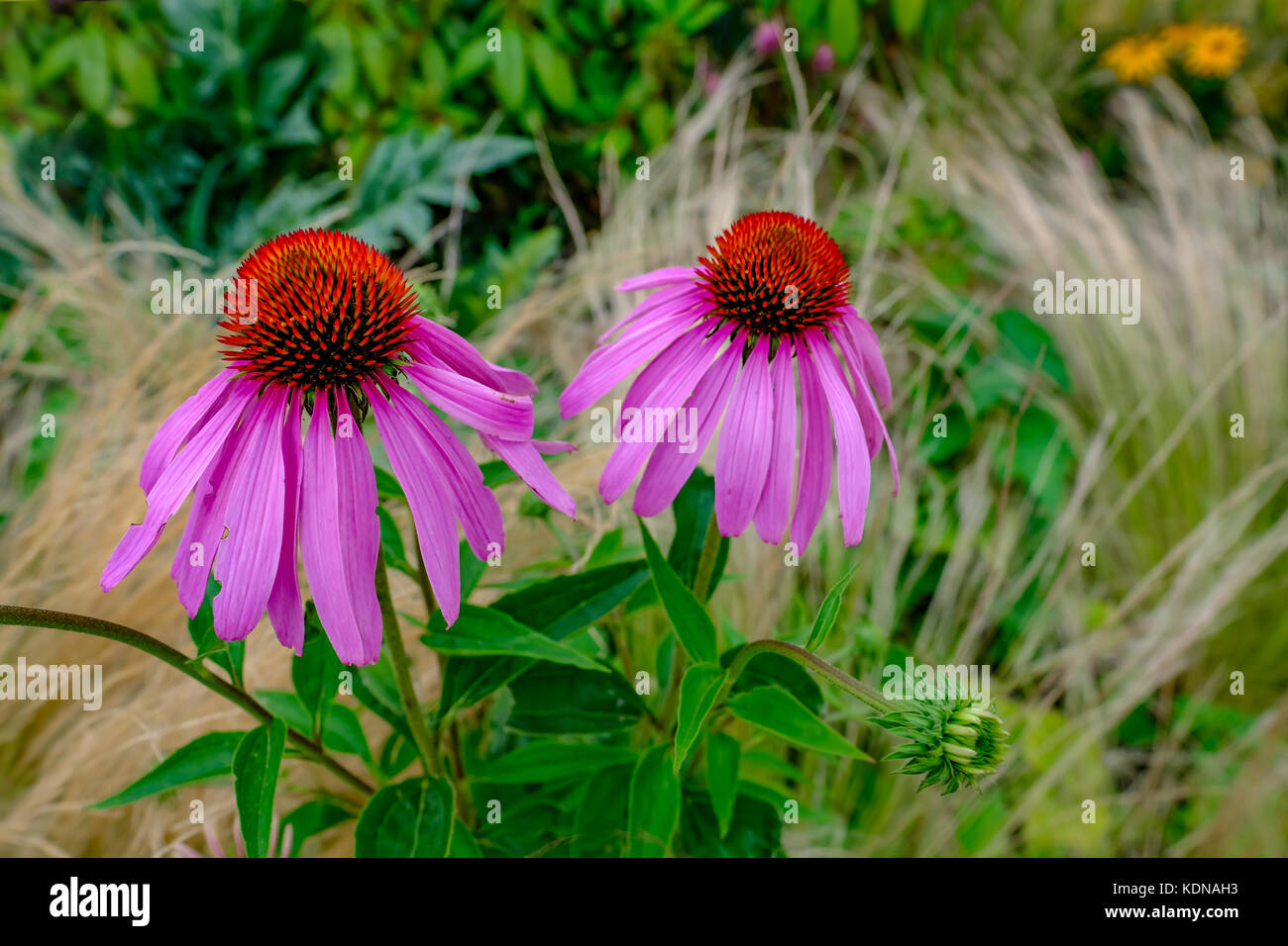 Echinacea Purpurea Magnus, two perfect cone flowers in a close-up shot. Shot taken in summer with foliage. Stock Photo