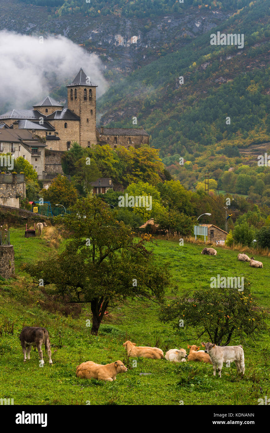 Cows grazing in front of Torla village in Huesca Stock Photo