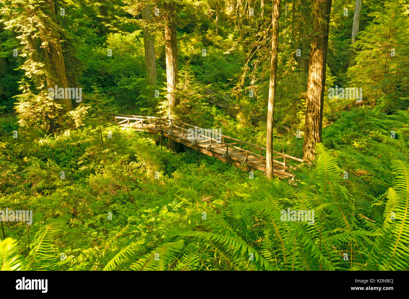 Hidden Bridge in Redwoods National Park Stock Photo