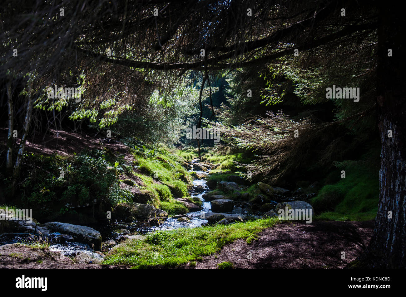 Mystic Forest in the Wicklow Mountains, Ireland Stock Photo Alamy