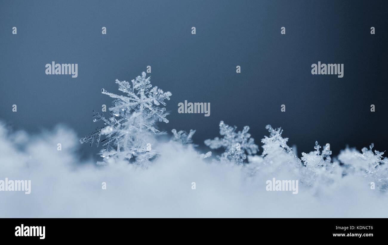 False-colour computer image of snow flakes - Stock Image - E127/0233 -  Science Photo Library