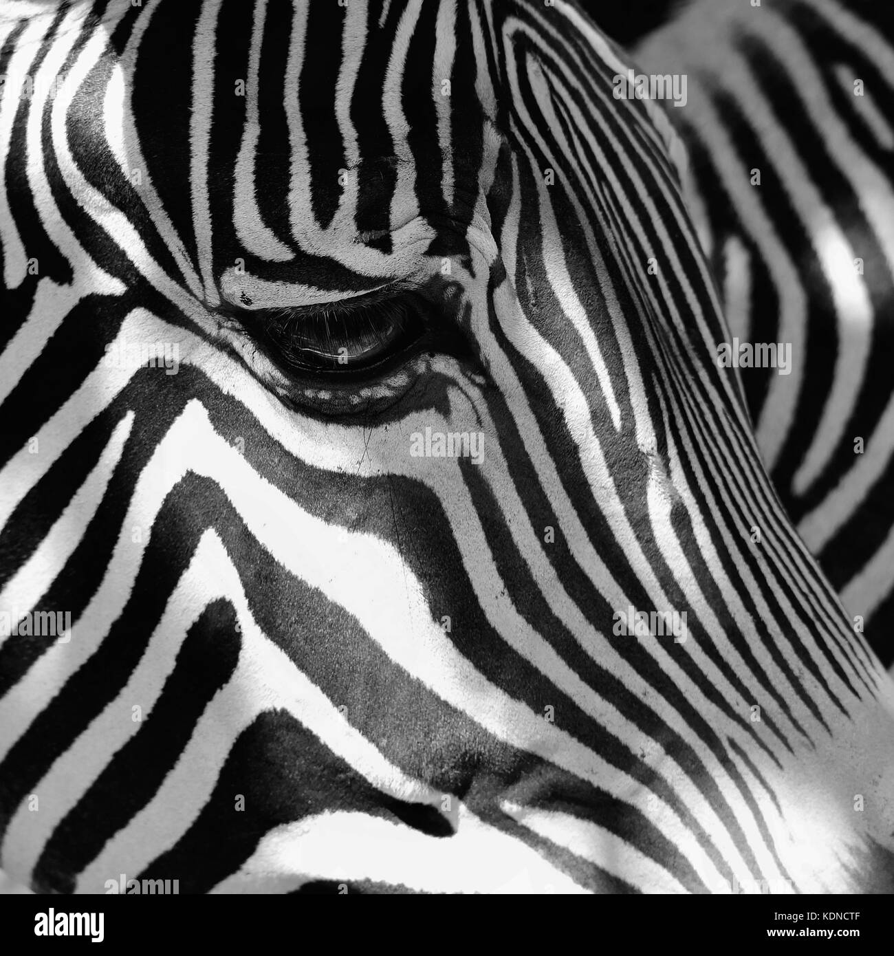 A beautiful shot of an animal in nature. Eye of zebra. Stock Photo