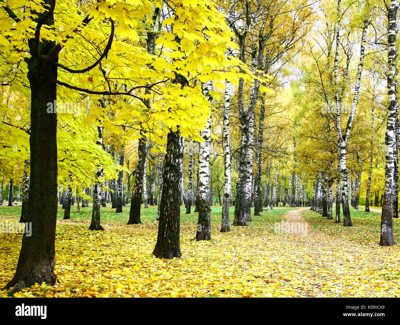 Golden autumn in the city park Stock Photo - Alamy