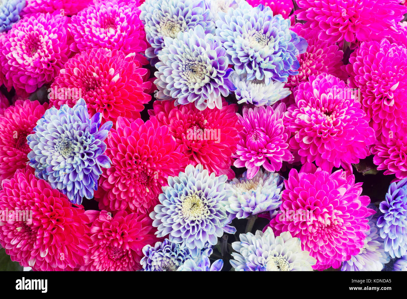 blue chrysanthemum flowers Stock Photo Alamy