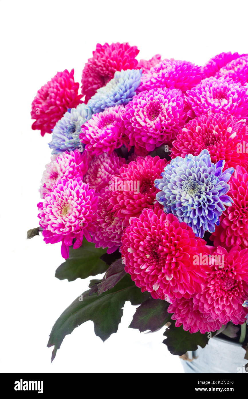 blue chrysanthemum flowers Stock Photo