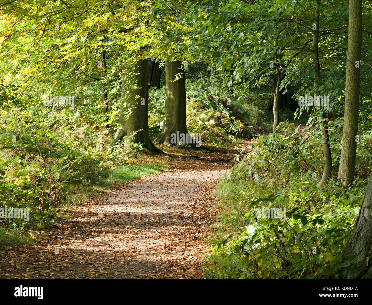 Woodland path on the National Forest Way / Cross Britain Way, Ticknall, Derbyshire, England, UK Stock Photo